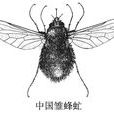 中国雏蜂虻
