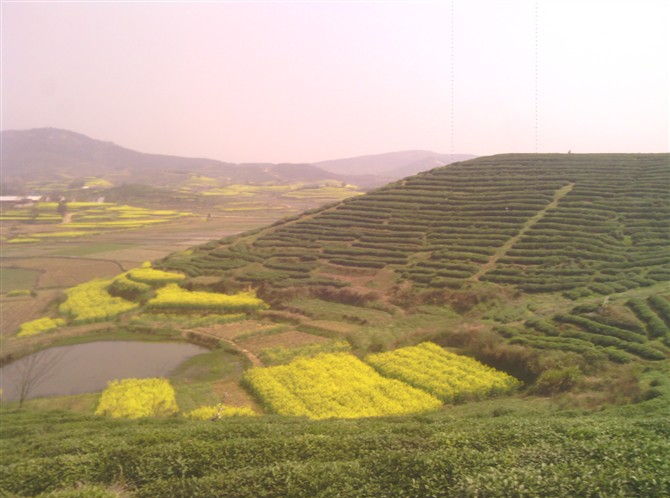 董河茶厂茶园 董河茶厂茶园