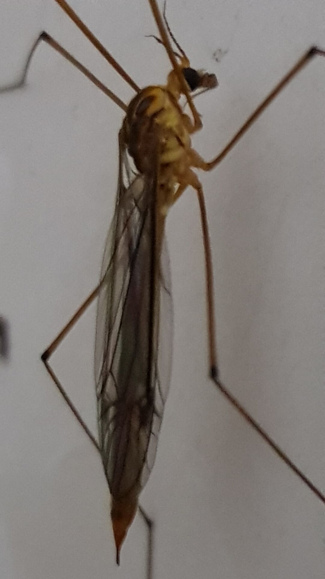 大蚊 大蚊