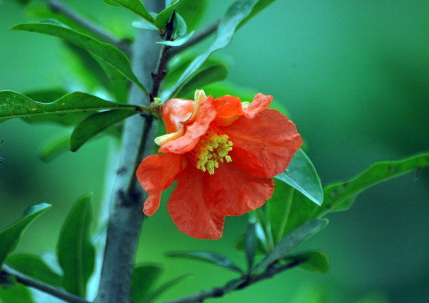 石榴花绽放 石榴花绽放