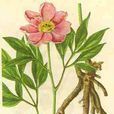 芍药科