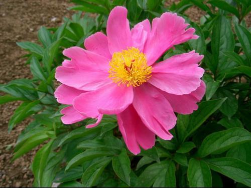 芍药花 芍药花