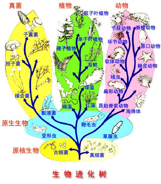 生物分类学 生物分类学