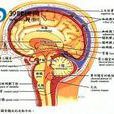 脑动脉硬化性痴呆
