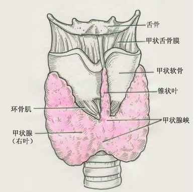 周围性甲减