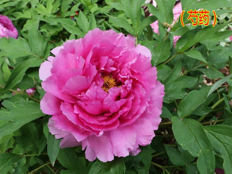 芍药 芍药