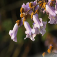 泡桐花(中药材)