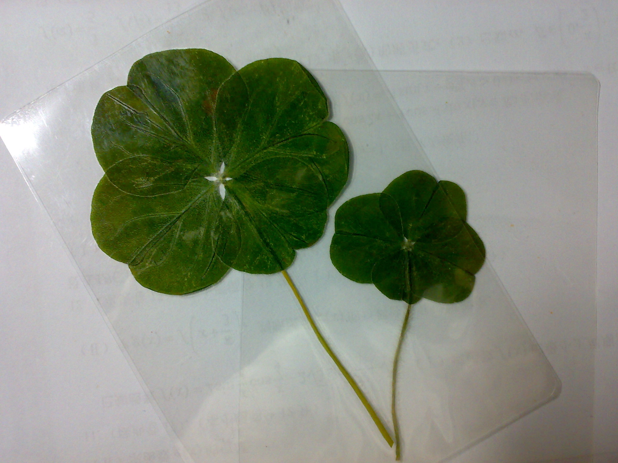 四叶草(车轴草属植物) 四叶草(车轴草属植物)