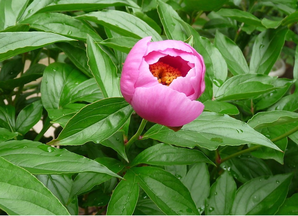 花蕾 花蕾