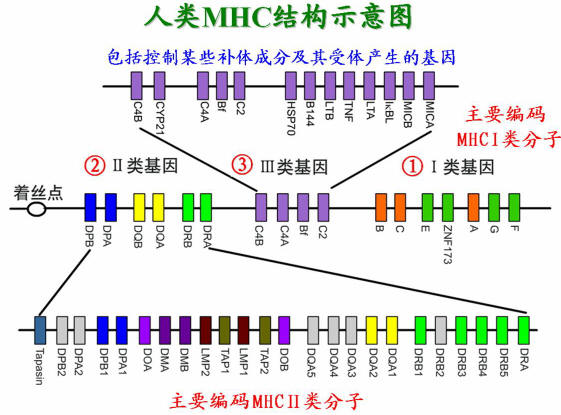 主要组织相容性複合体