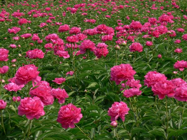 芍药2 芍药2