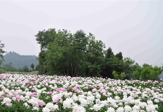芍药谷(四川省德阳市境内)