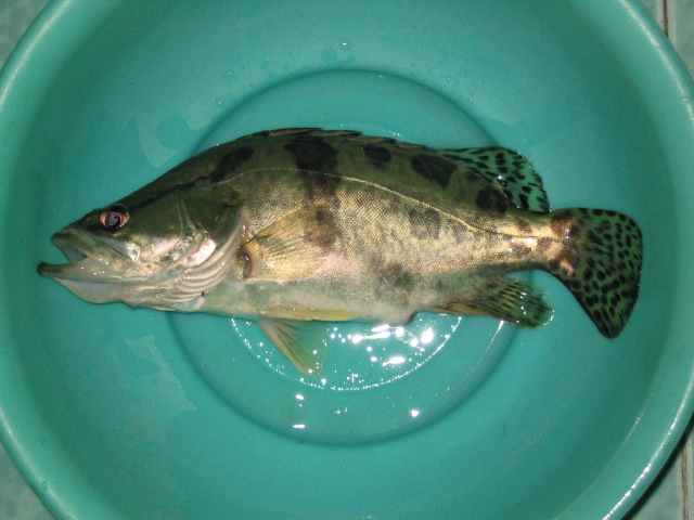 鳜(辐鳍鱼纲动物) 鳜(辐鳍鱼纲动物)