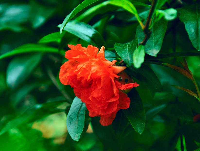 红色石榴花 红色石榴花