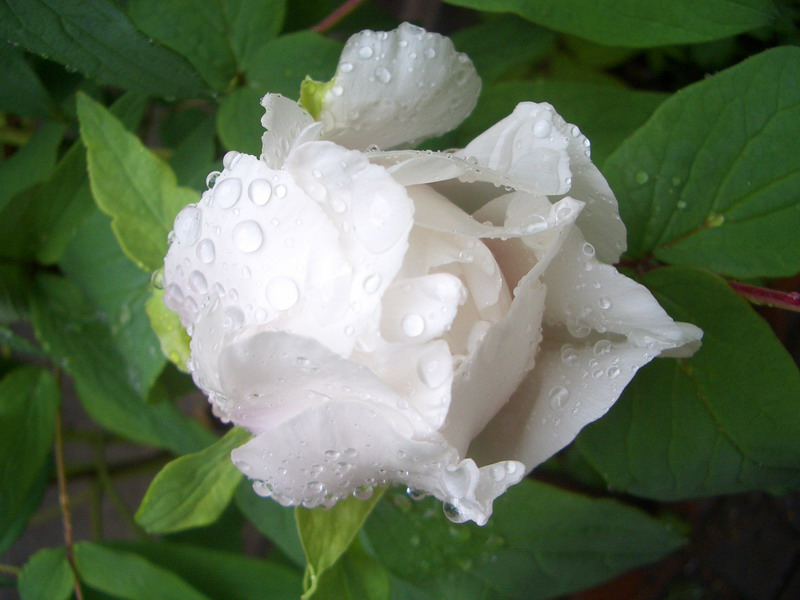 白芍药 白芍药