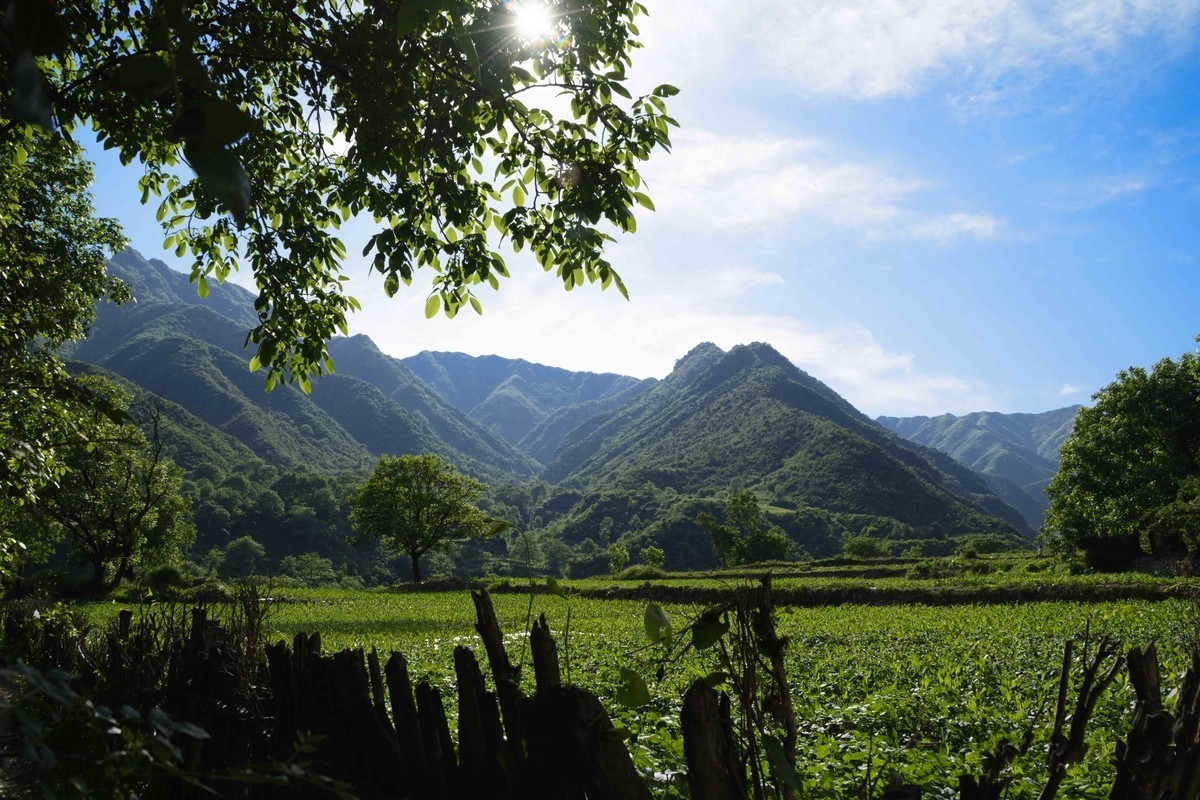 阔、针叶混交林——箭峪岭 阔、针叶混交林——箭峪岭