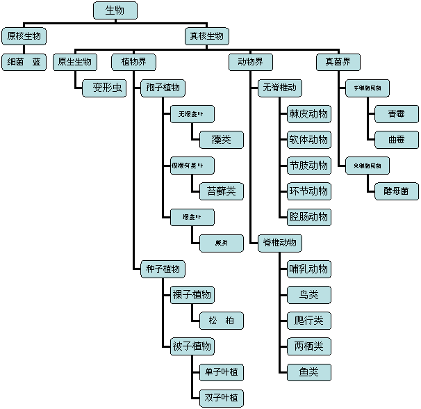 生物分类