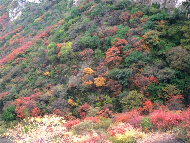 崛围红叶 崛围红叶