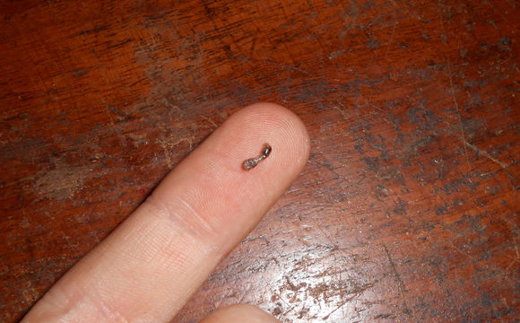 人皮蝇 人皮蝇