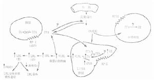 红霉素氯霉素可在靶位上替换本品 红霉素氯霉素可在靶位上替换本品