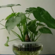滴水观音花