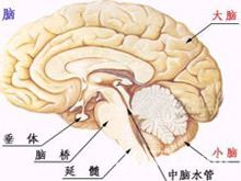 大脑神经部位 大脑神经部位