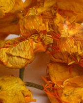 芍药花 芍药花