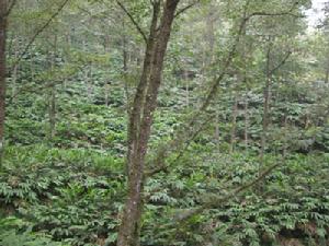 草果种植 草果种植