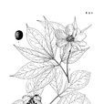 美丽芍药
