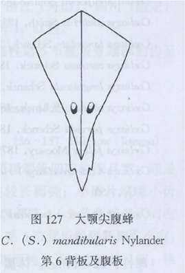 大颚尖腹蜂 大颚尖腹蜂