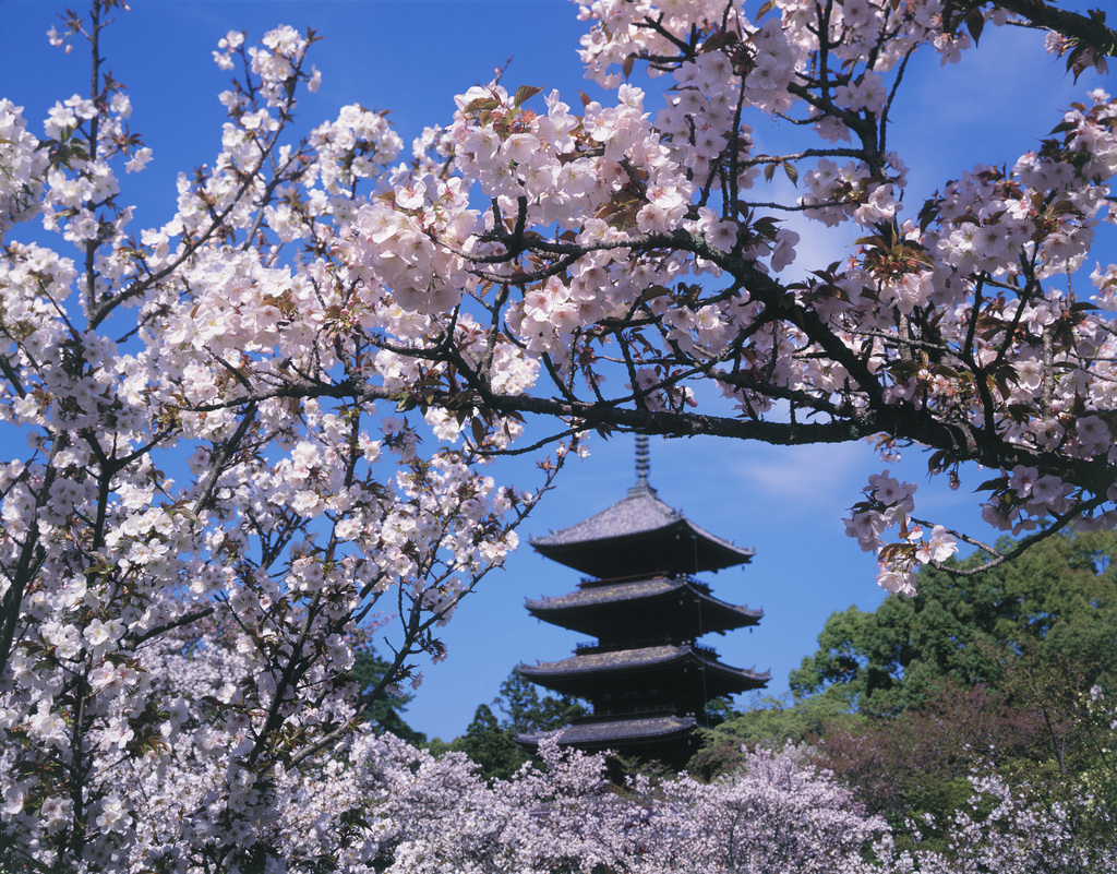 日本樱花 日本樱花