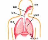卡氏肺囊虫肺炎 卡氏肺囊虫肺炎