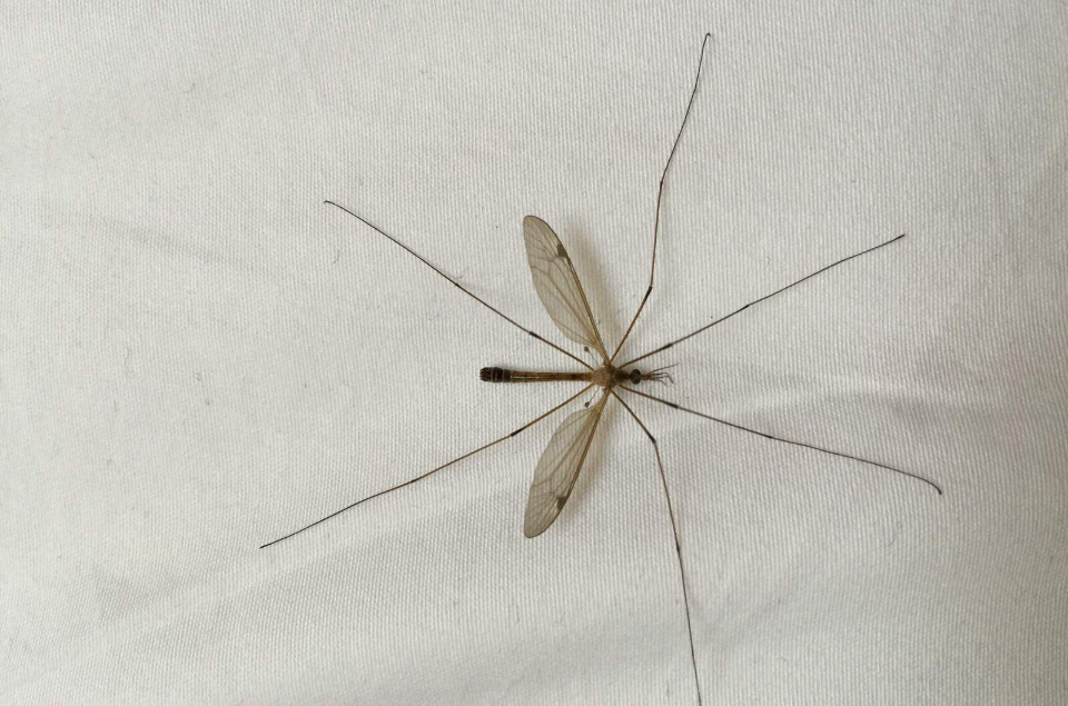 大蚊