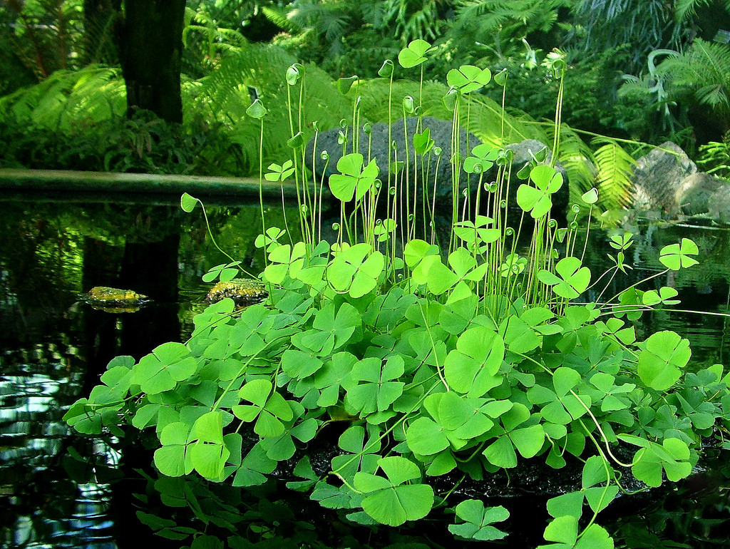 四叶草(苹科苹属植物)