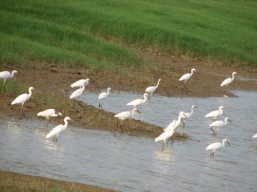 河南淅川丹江湿地国家级自然保护区 河南淅川丹江湿地国家级自然保护区
