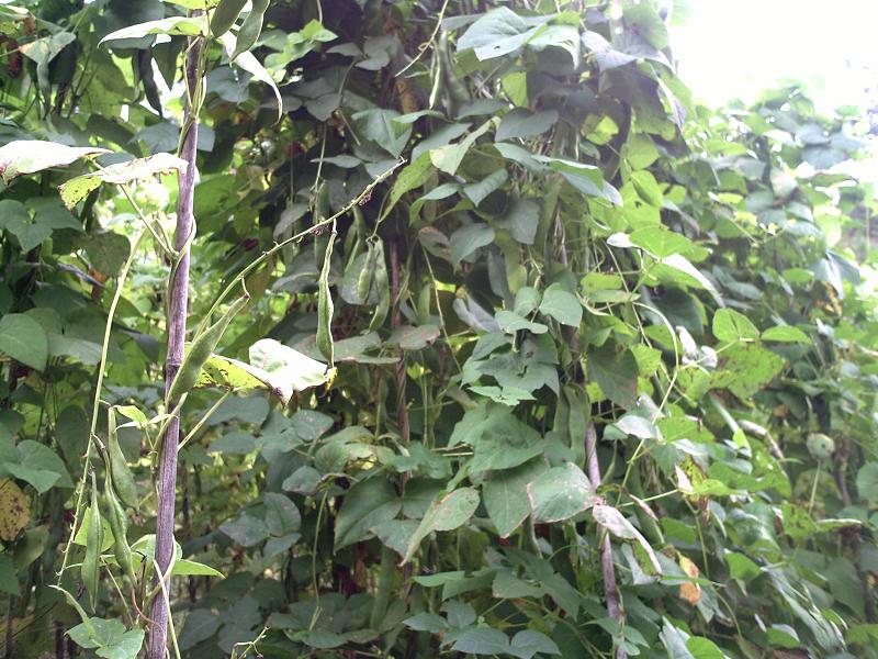 芸豆种植 芸豆种植