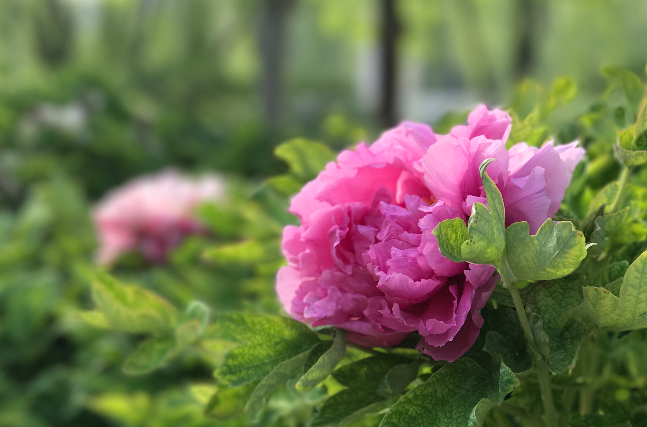 芍药花(芍药花)
