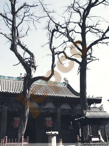 土堂怪柏 已枯死 土堂怪柏 已枯死