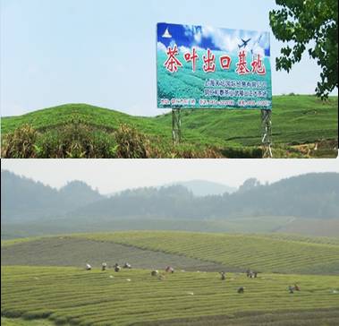 天坛公司茶园基地 天坛公司茶园基地