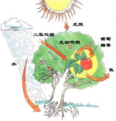 生物力能学 生物力能学