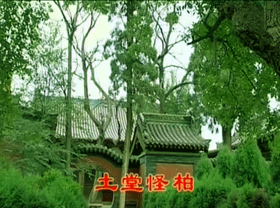土堂怪柏 土堂怪柏