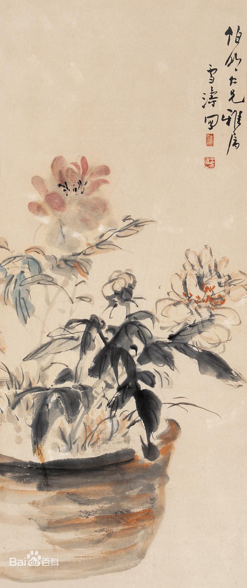 芍药(芍药科、芍药属多年生草本花卉)