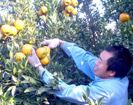 柑橘收割 柑橘收割