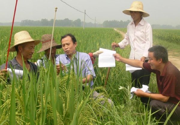 淅河镇农民除草 淅河镇农民除草