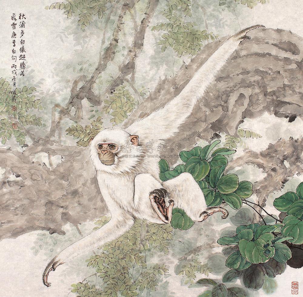白猿(动物名)