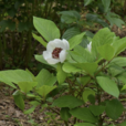 草芍药