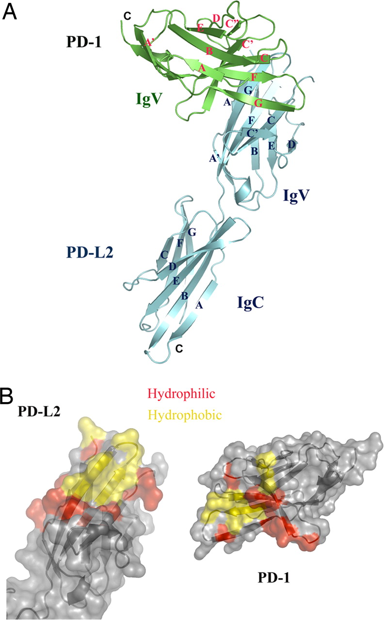 PD-1 PD-1