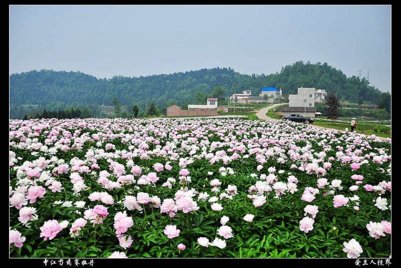 中江芍药谷