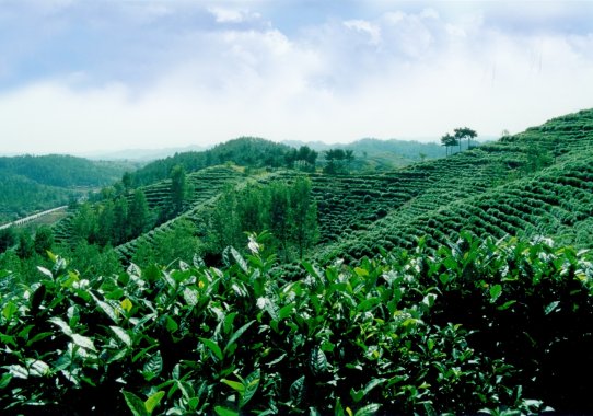 商南泉茗茶