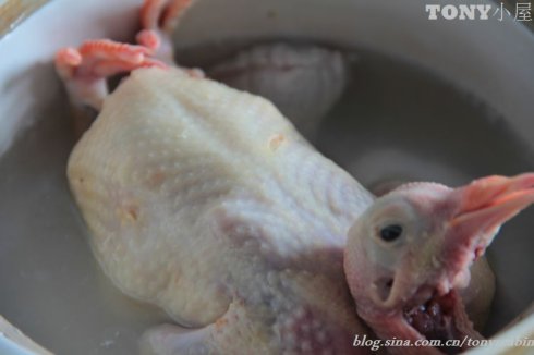 炖鸽子汤